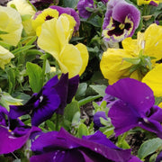 Pansies Leggings